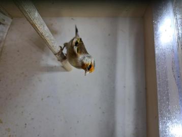 Kruisingen major putter x roodmozaïk kanarie, Dieren en Toebehoren, Meerdere dieren, Bastaard