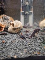 Corydoras 4 soorten locatie maastricht, Dieren en Toebehoren, Vissen | Aquariumvissen