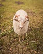 Ouessant ram, Dieren en Toebehoren, Schapen, Geiten en Varkens, Mannelijk, Schaap, 0 tot 2 jaar