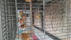 Canaris, Animaux & Accessoires, Oiseaux | Cages & Volières, Enlèvement
