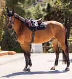 LeMieux Carbon Mesh Zwart CC Spring Dekje SALE!, Dieren en Toebehoren, Paarden en Pony's | Dekens en Dekjes, Ophalen of Verzenden