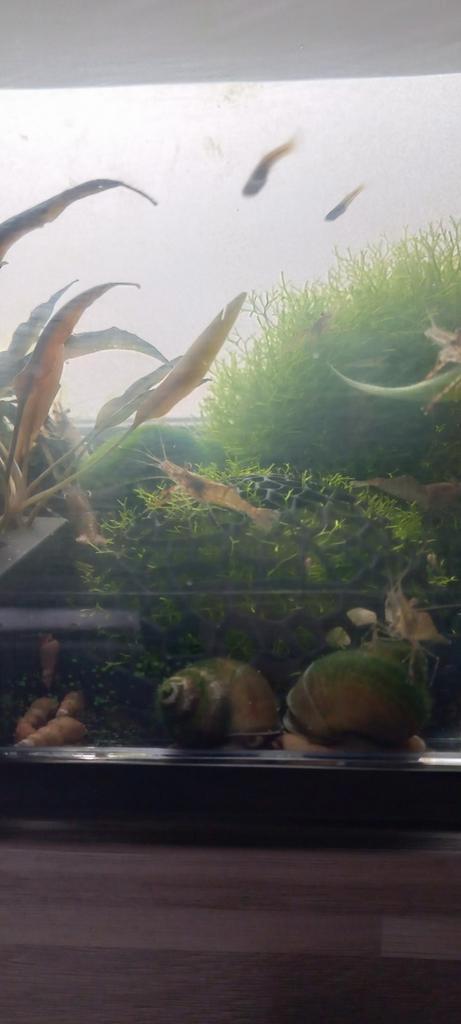 Langschaar garnalen, Dieren en Toebehoren, Vissen | Aquariumvissen, Zoetwatervis, Kreeft, Krab of Garnaal