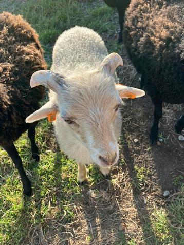 2 ouessant ram lammetjes