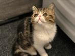 kitten Exotische korthaar met stamboom, Dieren en Toebehoren, Katten en Kittens | Raskatten | Korthaar, Kater, Gechipt, 0 tot 2 jaar