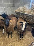 Rammen te koop, Dieren en Toebehoren, Schapen, Geiten en Varkens