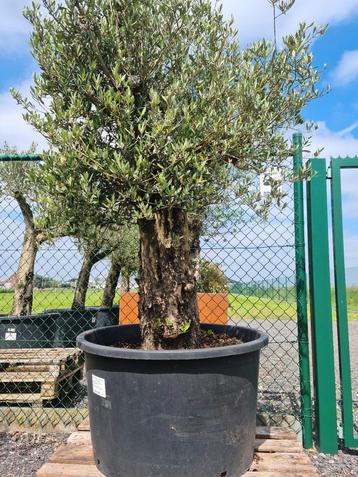 Olijfboom Olea Europaea met grillige stam 