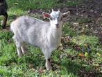 dwerggeit mieke, Dieren en Toebehoren, Vrouwelijk, Geit, 0 tot 2 jaar