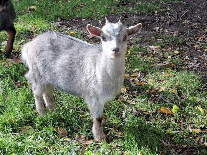 dwerggeit mieke, Dieren en Toebehoren, Schapen, Geiten en Varkens, Geit, Vrouwelijk, 0 tot 2 jaar