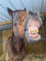 Draagmoeder of weidemaatje, Dieren en Toebehoren, Paarden en Pony's | Dekhengsten en Fokmerries, Merrie