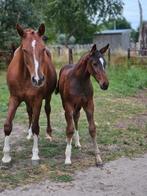 Talentvol hengstenveulen van Jaguar vd Berghoeve, Dieren en Toebehoren, Paarden, Springpaard, Gechipt, Niet van toepassing, 0 tot 2 jaar