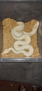 Boa Constrictor Albino, Dieren en Toebehoren, Reptielen en Amfibieën
