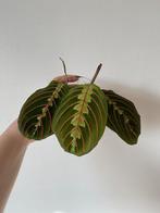 Maranta tricolor, Huis en Inrichting, Kamerplanten, Ophalen of Verzenden