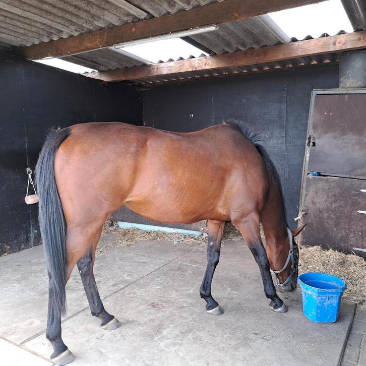 9 jarige merrie te koop, Dieren en Toebehoren, Paarden, Merrie, Niet van toepassing, 160 tot 165 cm, 7 tot 10 jaar, Recreatiepaard