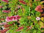 Persicaria Kabouter, Tuin en Terras, Planten | Tuinplanten, Ophalen