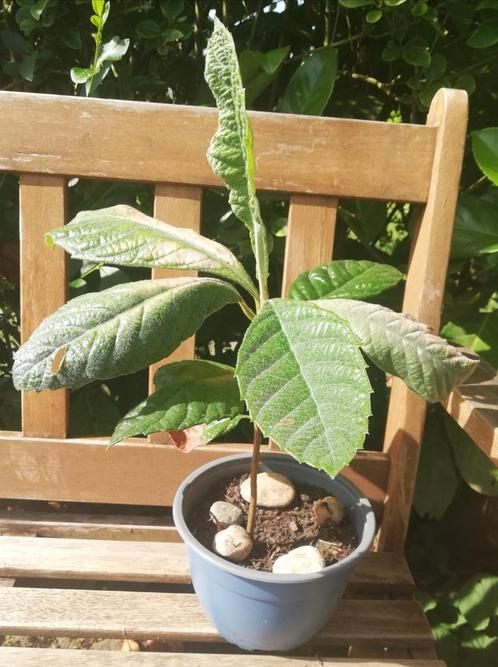 Echange ou vend néflier du japon, Huis en Inrichting, Kamerplanten, Fruitplant, Ophalen