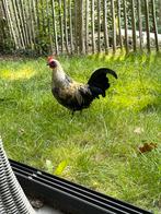 Jonge Serema haantjes, Dieren en Toebehoren, Pluimvee