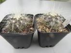 cactus Copiapoa krainziana, Vaste plant, Overige soorten, Ophalen, Volle zon
