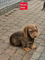 ruwhaar teckel pups, België, 15 weken tot 1 jaar, Reu, CDV (hondenziekte)