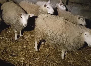 Agneaux mâles et femelles  beschikbaar voor biedingen