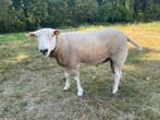 Schaap engelse texel, Dieren en Toebehoren