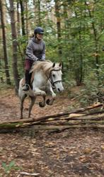 Leuke pony ook voor beginners, Dieren en Toebehoren, Pony's