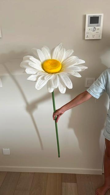 Xl bloem margriet beschikbaar voor biedingen