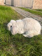 Franse langoor, Dieren en Toebehoren