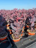 Sedum hybride ‘Seduction Dark Leaves’ P10,5cm, Tuin en Terras, Planten | Tuinplanten, Ophalen, Vaste plant, Halfschaduw