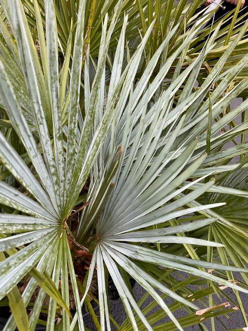 Chamaerops humilis 'Cerifera', Tuin en Terras, Planten | Tuinplanten, Overige soorten, Volle zon, Ophalen of Verzenden