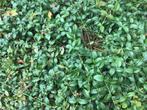 Bodenbedekker, Tuin en Terras, Ophalen, Bodembedekkers, Vaste plant, Halfschaduw