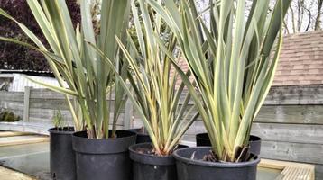 Phormium tenax panache et vert 