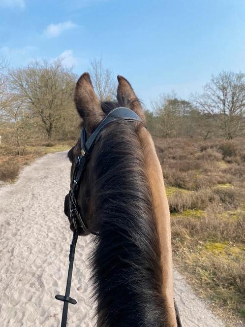 Paardrijles aangeboden met of zonder eigen paard, Dieren en Toebehoren, Paarden en Pony's | Overige Paardenspullen, Nieuw, Ophalen