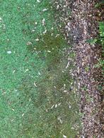 Kunstgras diepte reiniging mos onkruid in tuin of sportveld, Ophalen, Nieuw, Kunstgras