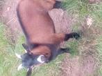 Dwerggeitjes bokje, Dieren en Toebehoren