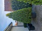 Laurier pot 150 liter 180cm hoog te koop 100€ stuk, Ophalen, In pot
