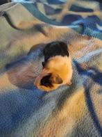 2 jonge cavia zeugjes lees beschrijving, Dieren en Toebehoren, Knaagdieren, December, Vrouwelijk, Cavia