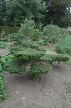 Tuinbonsai (vormboom)te koop, Tuin en Terras, Planten | Tuinplanten, Ophalen, Vaste plant, Overige soorten