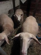 2 lacone ooilammeren te koop, Dieren en Toebehoren, Schapen, Geiten en Varkens