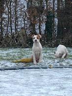 Stafford/bourboel pup 8maanden oud, Dieren en Toebehoren, Honden | Bulldogs, Pinschers en Molossers, Particulier, België, Eén hond