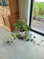 Monstera plant, Ophalen