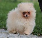 Pomeriaan pup 100% raszuiver, België, Keeshond, Reu, CDV (hondenziekte)