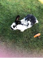 Konijn konijnen vlinderkonijnen konijntje konijntjes