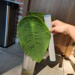 Anthurium peltigrum, Ophalen of Verzenden