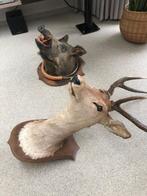 Grote Hert en Everzwijn met hoorn koppen opgezet Taxidermie, Ophalen, Zo goed als nieuw