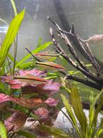 4 torpedo barbelen, Vis, Zoetwatervis, Schoolvis