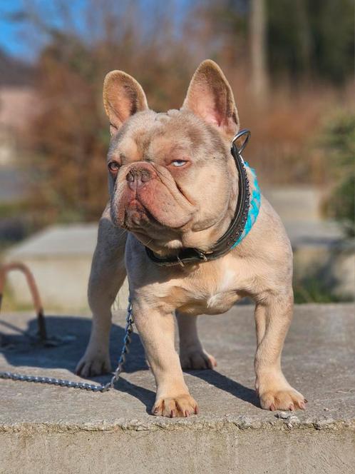 Franse bulldog dekreu (niet te koop), Dieren en Toebehoren, Honden | Bulldogs, Pinschers en Molossers, Reu, Bulldog, Fokker | Hobbymatig