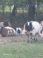 Agneaux, brebis et chèvres dragués, noirs, noir-bleu, Mouton, Sexe inconnu, 0 à 2 ans