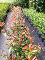 Photinia Red Robin, Tuin en Terras, Planten | Struiken en Hagen, Ophalen
