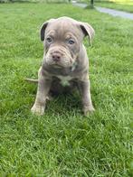 American Bully Pups, België, Particulier, Reu, 8 tot 15 weken