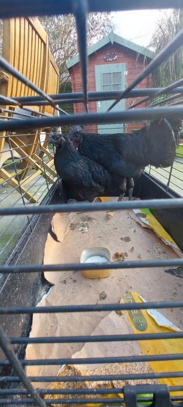 Koppel Ayam Cemani beschikbaar voor biedingen